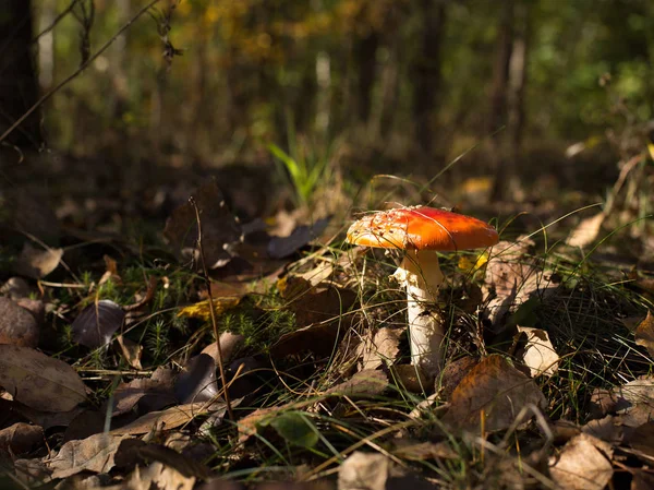 Bright grzybów w lesie — Zdjęcie stockowe