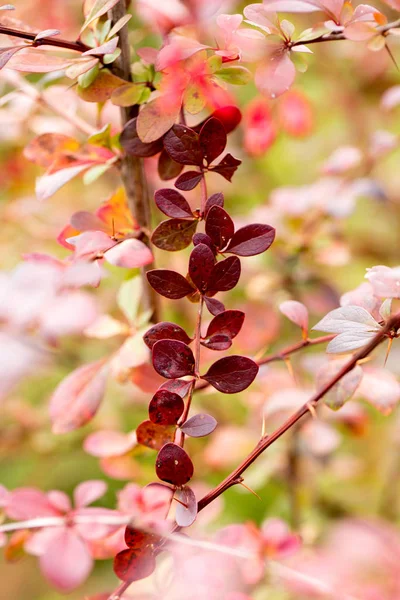 Bright barberry in the fall — Stock Photo, Image