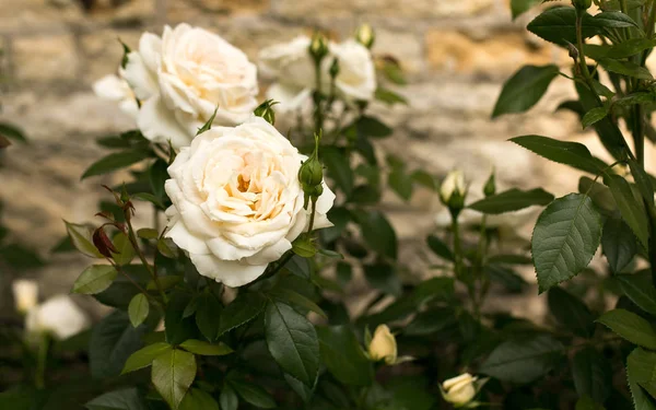 Königliche Blumen Rosen — Stockfoto