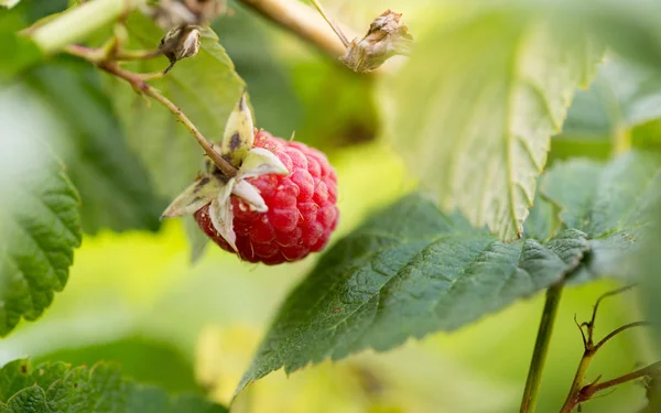 Червоні ягоди Малина — стокове фото