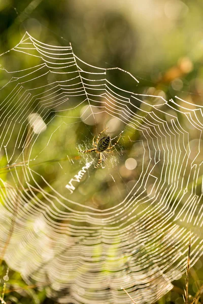 아침의 거미줄 — 스톡 사진