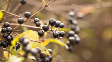 Çilek üzerinde Sabah Çiy