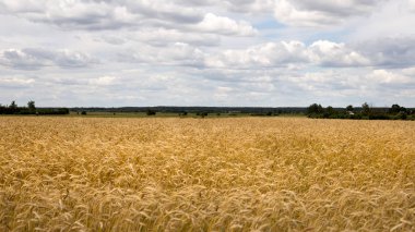 Çavdar alan mavi gökyüzü altında