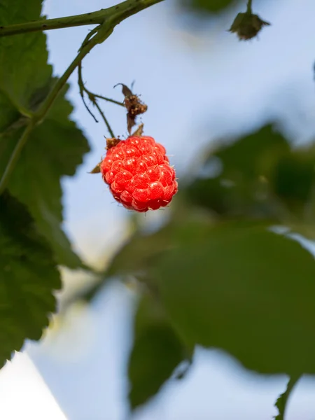 Червоні ягоди Малина — стокове фото