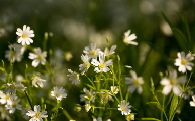 İlk bahar çiçekleri