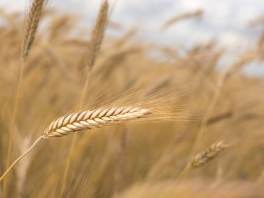 Çavdar alan mavi gökyüzü altında