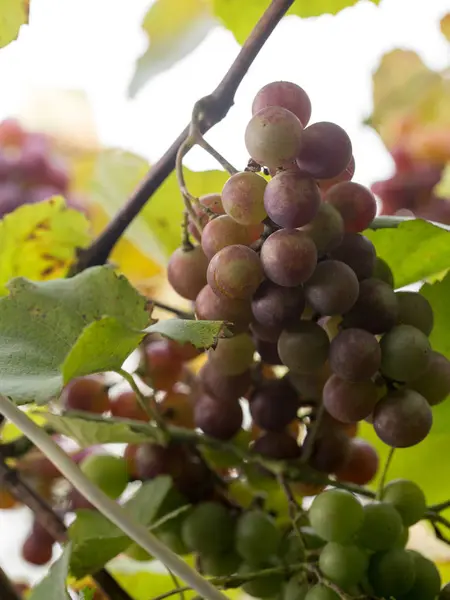 Autumn harvest of grapes — Stock Photo, Image