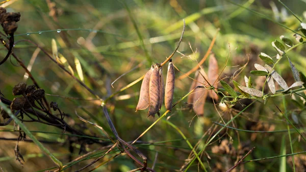 Grön växt bakgrund — Stockfoto