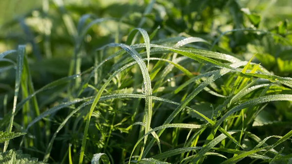 Fond végétal vert — Photo