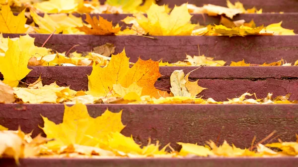 Hojas brillantes de otoño — Foto de Stock