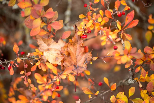 Bright barberry in the fall — Stock Photo, Image