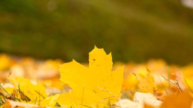 Parlak sonbahar yaprakları