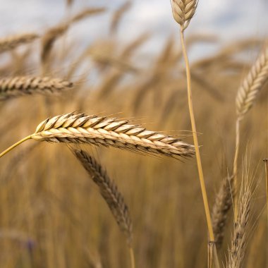 Çavdar alan mavi gökyüzü altında