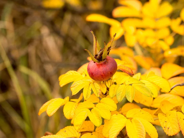 Rosa selvatica lucente in autunno — Foto Stock
