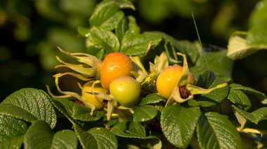 çiçek ve meyve yaban gülü