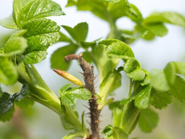 İlk bahar yaprakları