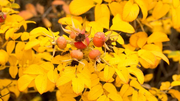 Bright wild rose in autumn — Stock Photo, Image