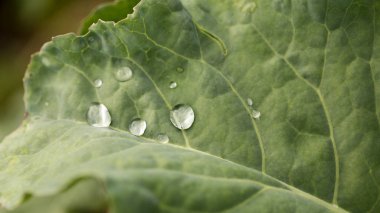 Büyük çiy damlaları