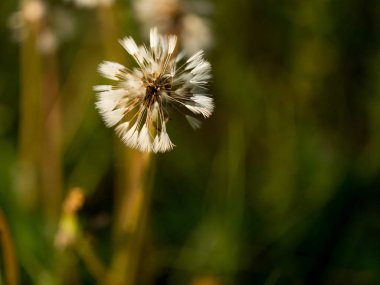 Karahindiba çiğ içinde