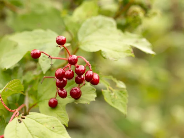 Oogst van rode Viburnum — Stockfoto