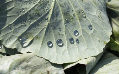 Büyük çiy damlaları