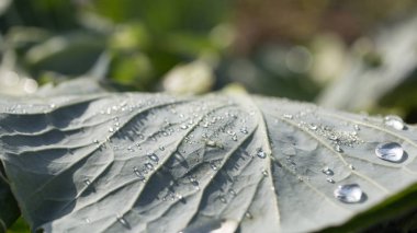 Büyük çiy damlaları