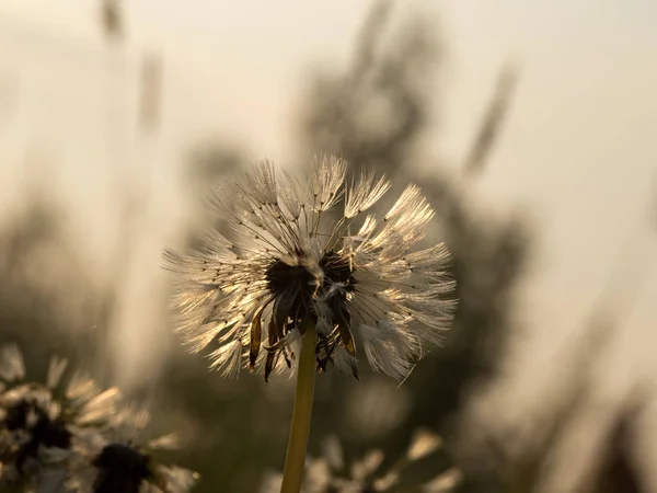 Löwenzahn im Tau — Stockfoto