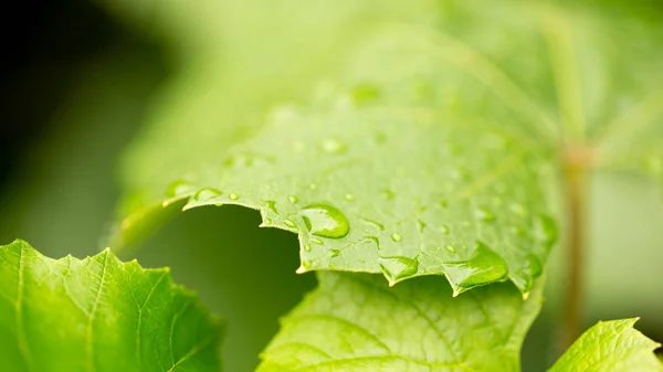 雨后的葡萄叶子 — 图库照片