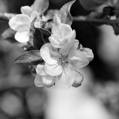 İlkbaharda elma ağaçları, bahar çiçekleri