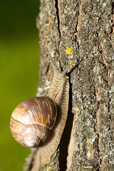 Caracol Uva Temprano Mañana Sobre Hierba Verde Con Rocío — Foto de Stock