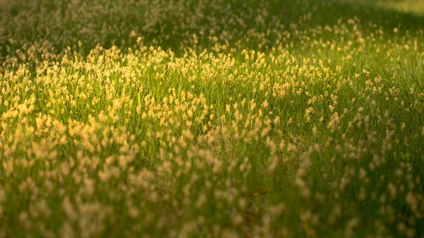 Grama Folhas Tapete Verde Sob Sol Brilhante — Fotografia de Stock