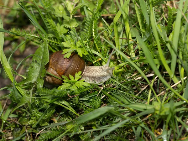 Grape Snail Early Morning Green Grass Dew — Stock Photo, Image