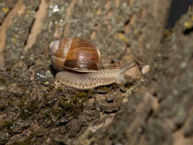 Sabahın erken saatlerinde yeşil çimlerde çiğ taneli üzüm salyangozu