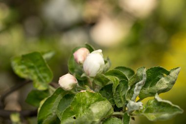 İlkbaharda elma ağaçları, bahar çiçekleri