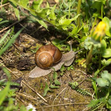 Sabahın erken saatlerinde yeşil çimlerde çiğ taneli üzüm salyangozu