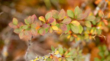 Sonbahar, süs çalıları ve çilek parlak kızamık