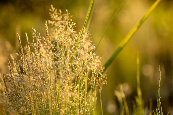 Trockenes Gras Und Pflanzen Den Strahlen Der Untergehenden Sonne — Stockfoto