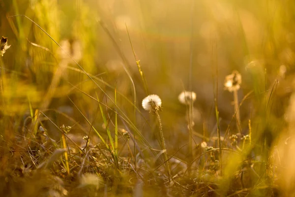 Суха Трава Рослини Променях Заходу Сонця — стокове фото