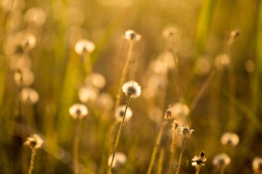 Batan güneşin ışınlarında kuru ot ve bitkiler.
