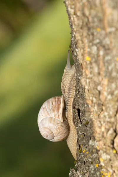 Caracol Uva Manhã Cedo Grama Verde Com Orvalho — Fotografia de Stock