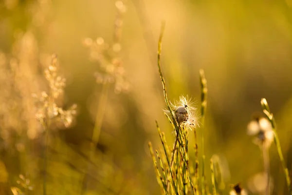 Grama Seca Plantas Nos Raios Sol Poente — Fotografia de Stock