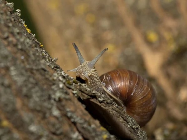 Caracol Uva Manhã Cedo Grama Verde Com Orvalho — Fotografia de Stock