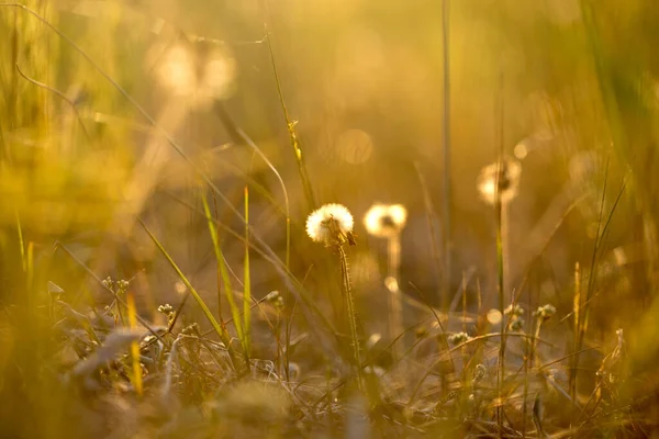 Trockenes Gras Und Pflanzen Den Strahlen Der Untergehenden Sonne — Stockfoto