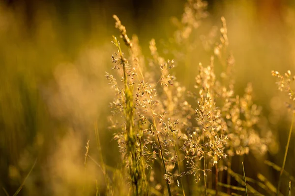 Trockenes Gras Und Pflanzen Den Strahlen Der Untergehenden Sonne — Stockfoto
