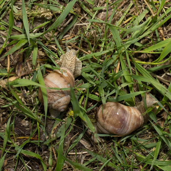 Escargot Raisin Tôt Matin Sur Herbe Verte Avec Rosée — Photo