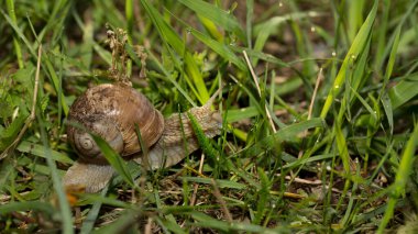 Sabahın erken saatlerinde yeşil çimlerde çiğ taneli üzüm salyangozu