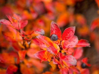 Sonbaharda renkli ve canlı, sarı ve kırmızı yapraklar