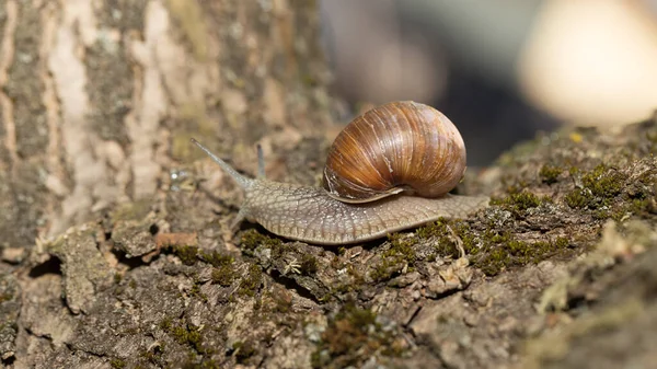 Uva Lumaca Mattina Presto Erba Verde Con Rugiada — Foto Stock