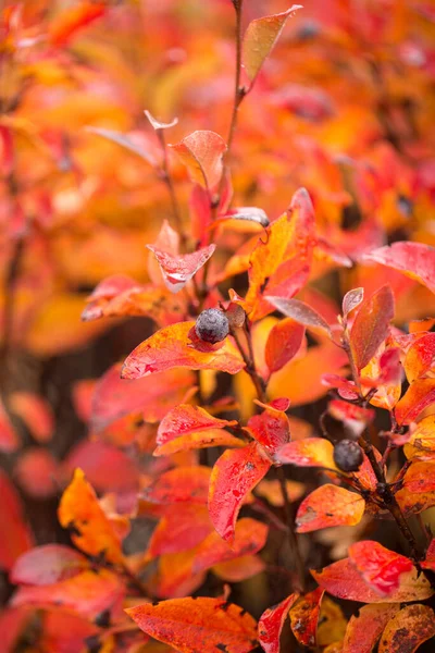 Colorful Vibrant Yellow Red Leaves Autumn — Stock Photo, Image