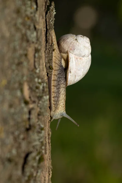 Uva Lumaca Mattina Presto Erba Verde Con Rugiada — Foto Stock